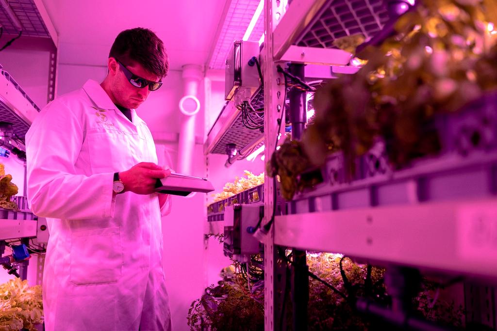 Vertical farm with lush green plants stacked in an indoor facility